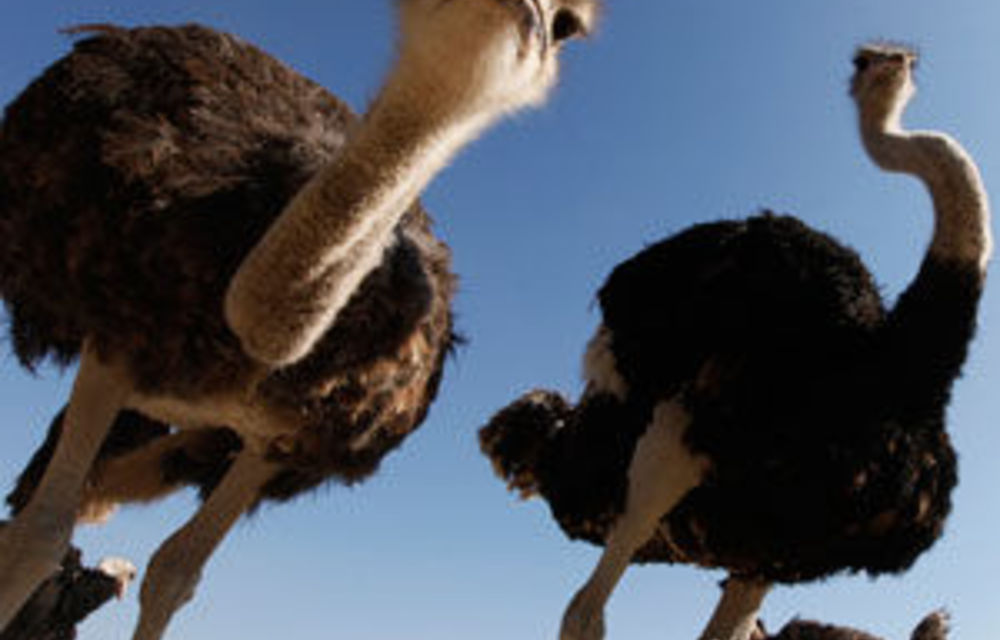 Ostrich ban brings SA farmers to their knees