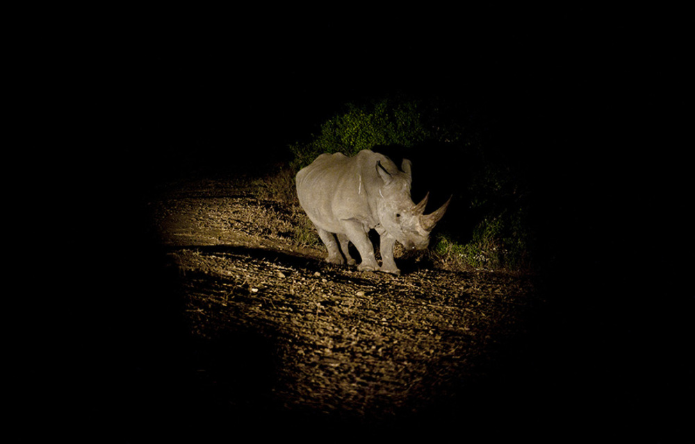 There are thought to be as few as 8 400 white rhino left in the Kruger Park.