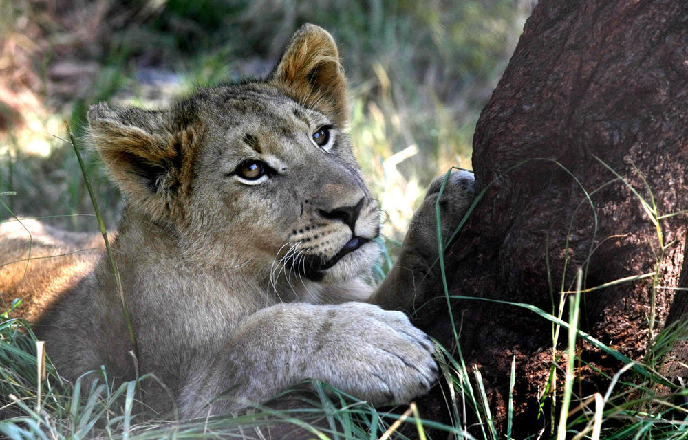 The lion of Essex ‘most likely a dog’