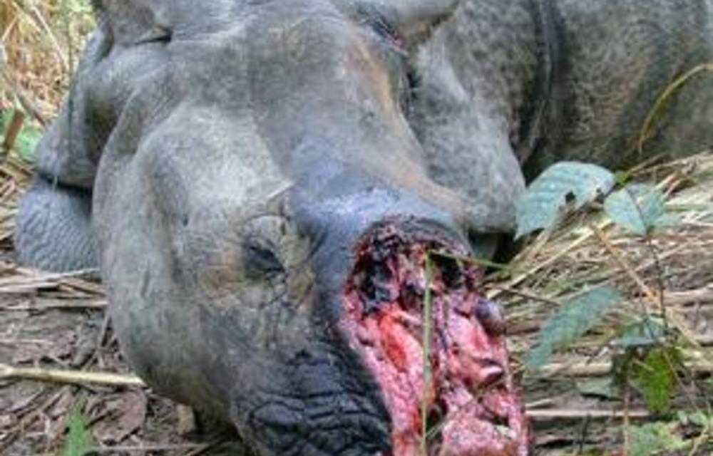 Rhino Death Toll Reaches 100 For 2012