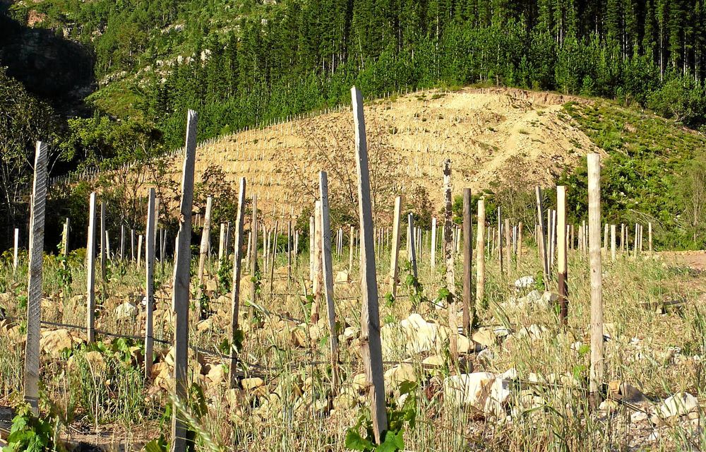 Raking in accolades: Chamonix was voted winery of the year and the Mullineux Family Syrah 2010 was chosen as the red wine of the year.