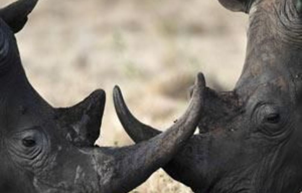 Farmer gets R1m fine, 8 years in jail for rhino poaching