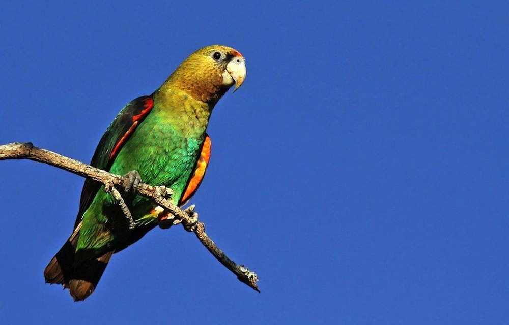 Cape Parrots are the most endangered parrot species in Africa.