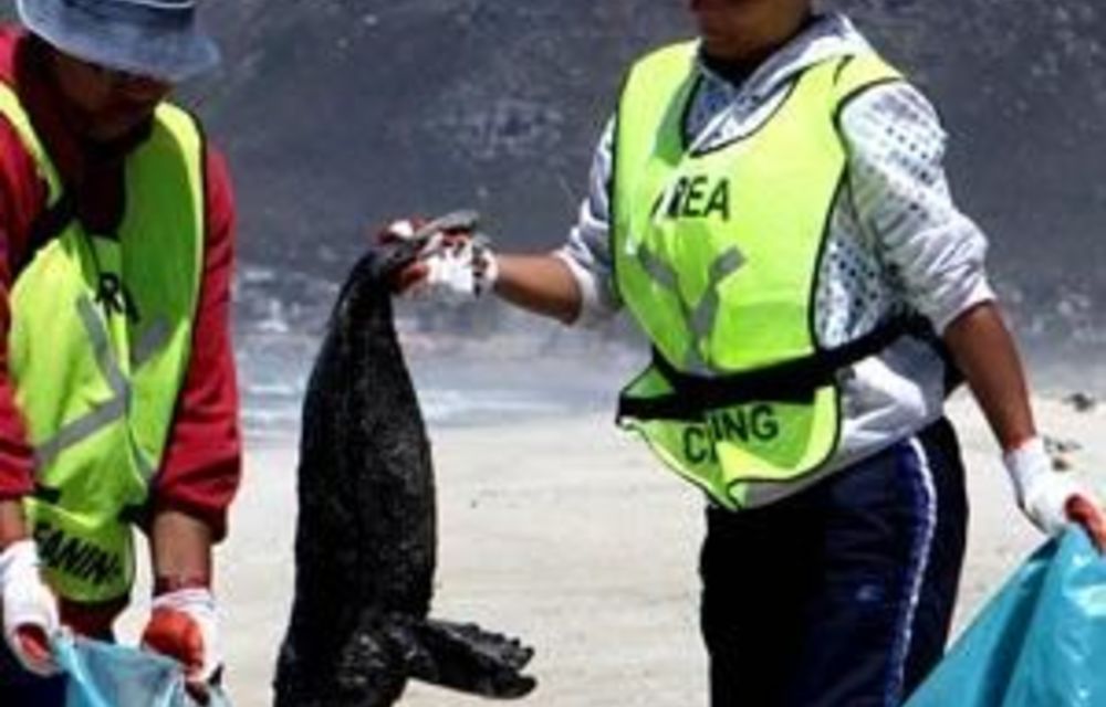 Seal pups washed ashore along False Bay coast