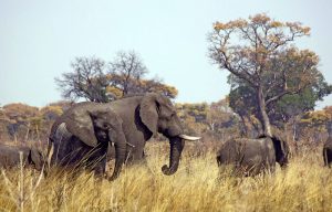 Elephant populations in Central Africa are going into decline