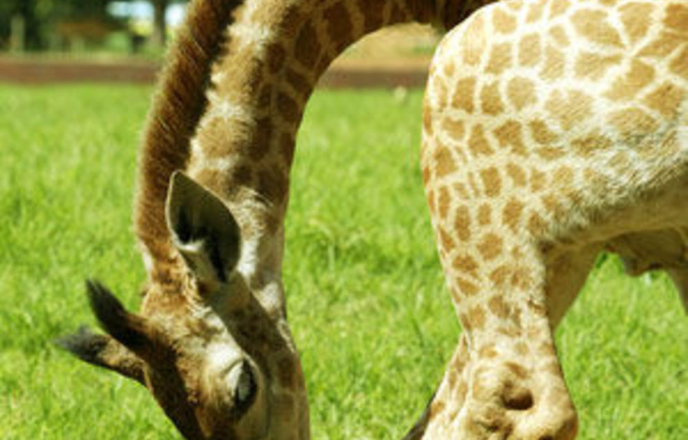 Giraffe headbutt lands man in hospital for spinal injuries
