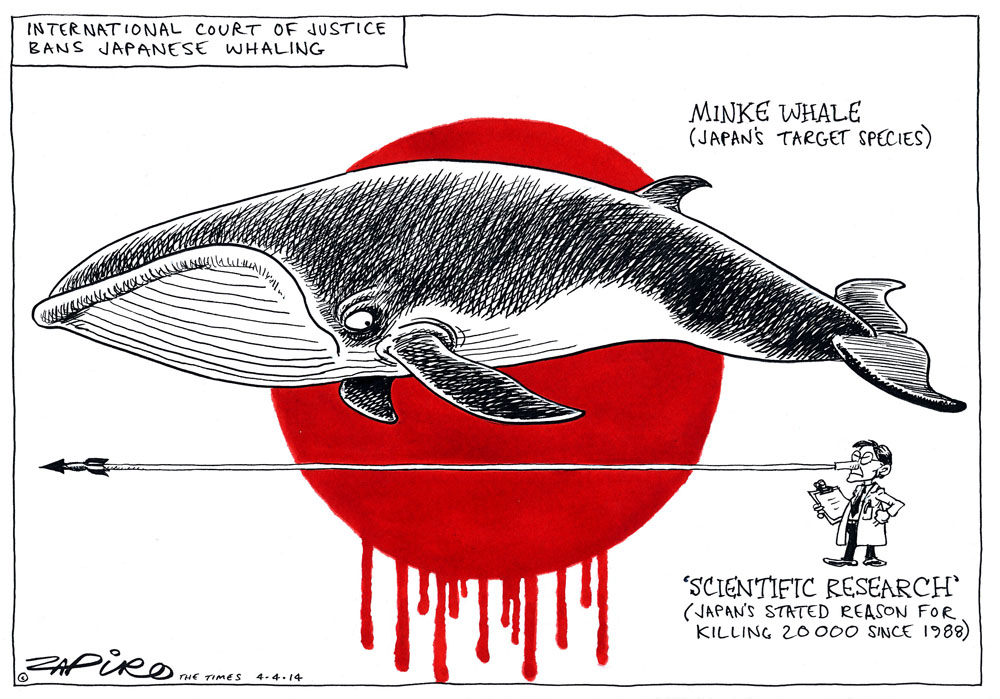 Zapiro: Japanese whaling ban