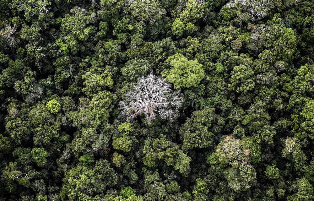 Attacks on Brazil’s ecological paradises threaten biodiversity