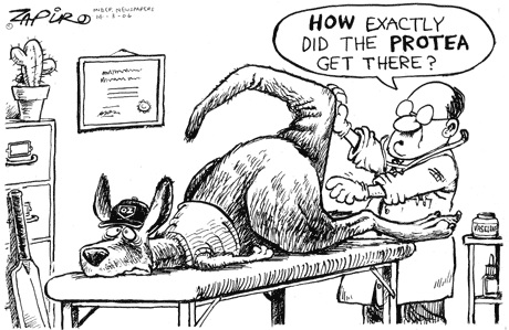 Zapiro: 589