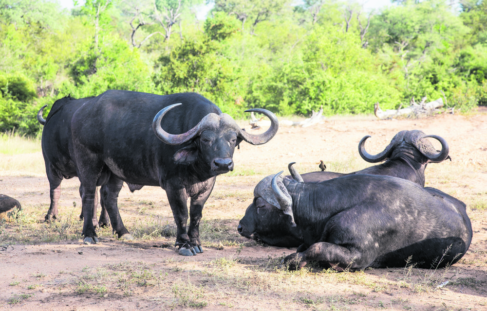 Exploring Limpopo’s Kapama Game Reserve