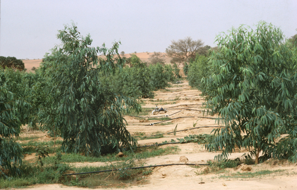 The country says it has planted nearly three billion trees already since May.