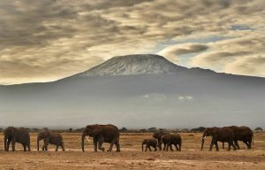 Zimbabwe has for instance captured and exported more than 100 baby elephants to Chinese zoos since 2012