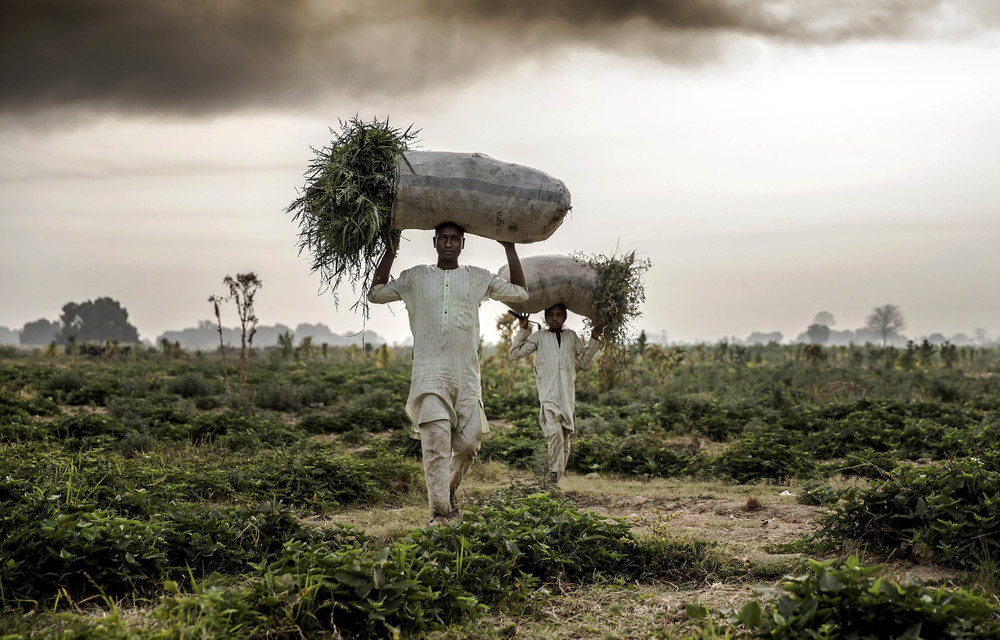 Capital consumption: Hybrid seeds affect true food security and the livelihoods of small farmers and nomadic herders across Africa