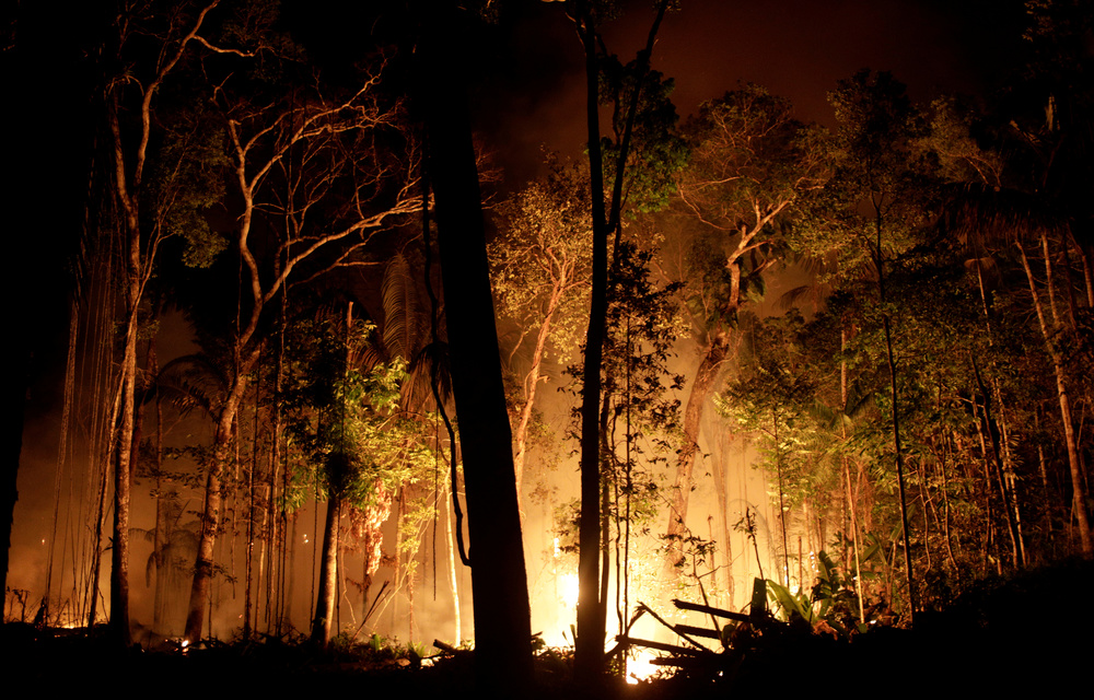 In the tale of two burning rainforests