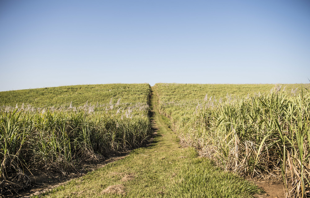 Summer crop yields higher than expected