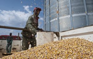 Farm workers face a systematic backlash by farmers whenever progressive legislation is introduced to protect and advance workers’ rights.