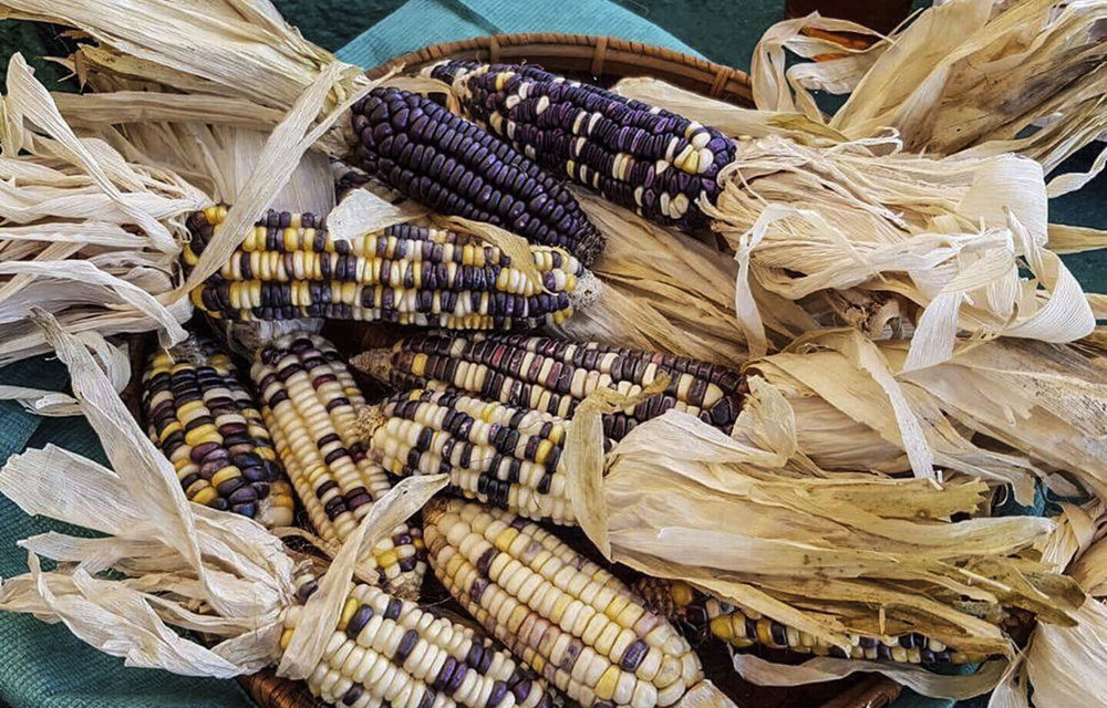 Zulu rainbow maize is an example of how local chefs are using traditional ingredients to create new and exciting dishes