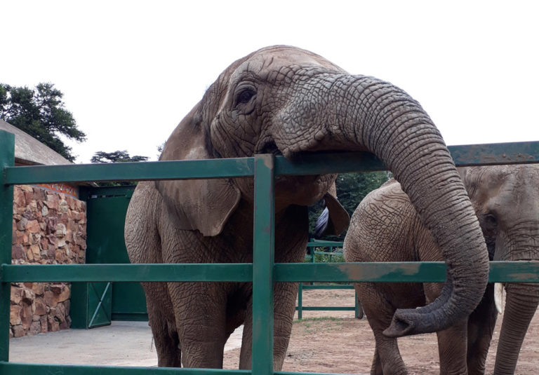 The vital role of zoos in the 21st century – The Mail & Guardian