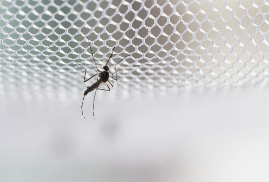 Rethinking the mosquito net