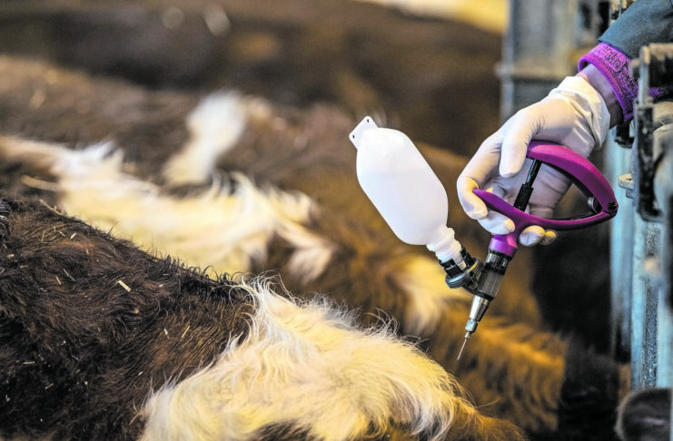 Vaccination Campaign Against Blue Tongue Disease