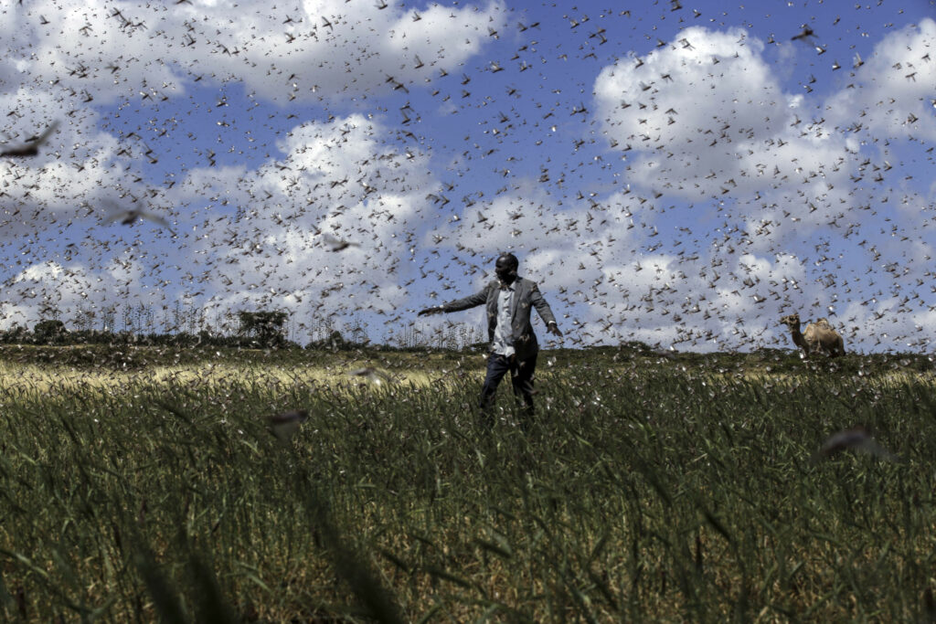 Grasshopper Invasion In Ethiopia