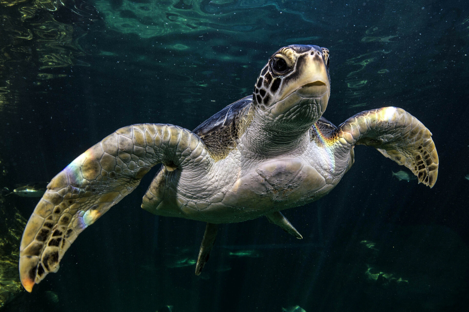 Carer swims for Bob the Green Turtle – The Mail & Guardian