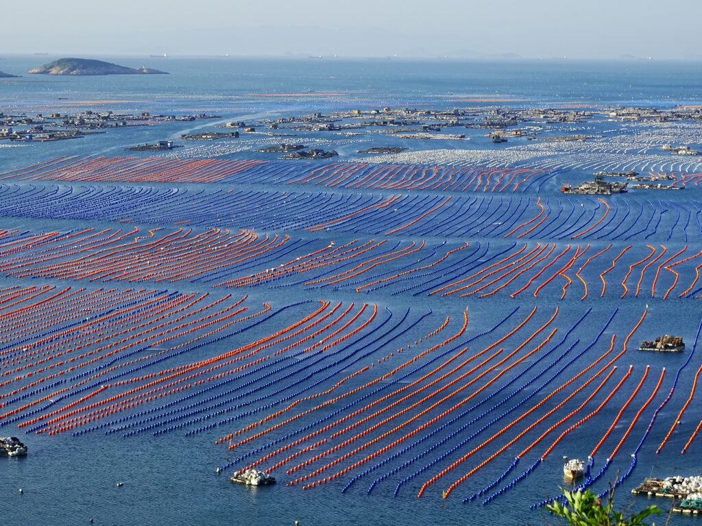 Abalone trafficking fuels crime and coastal poverty in South Africa
