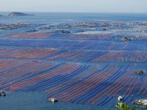 Abalone trafficking fuels crime and coastal poverty in South Africa