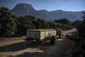 Safrica Politics Agriculture