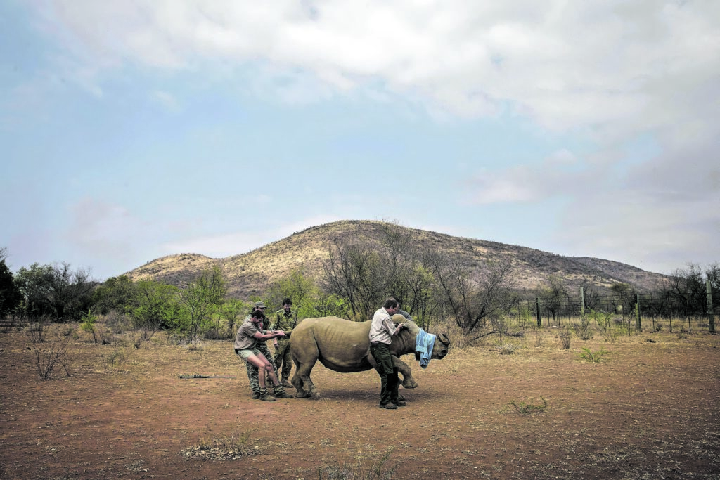 Topshot Safrica Animals Conservation Wildlife Cites Cop17