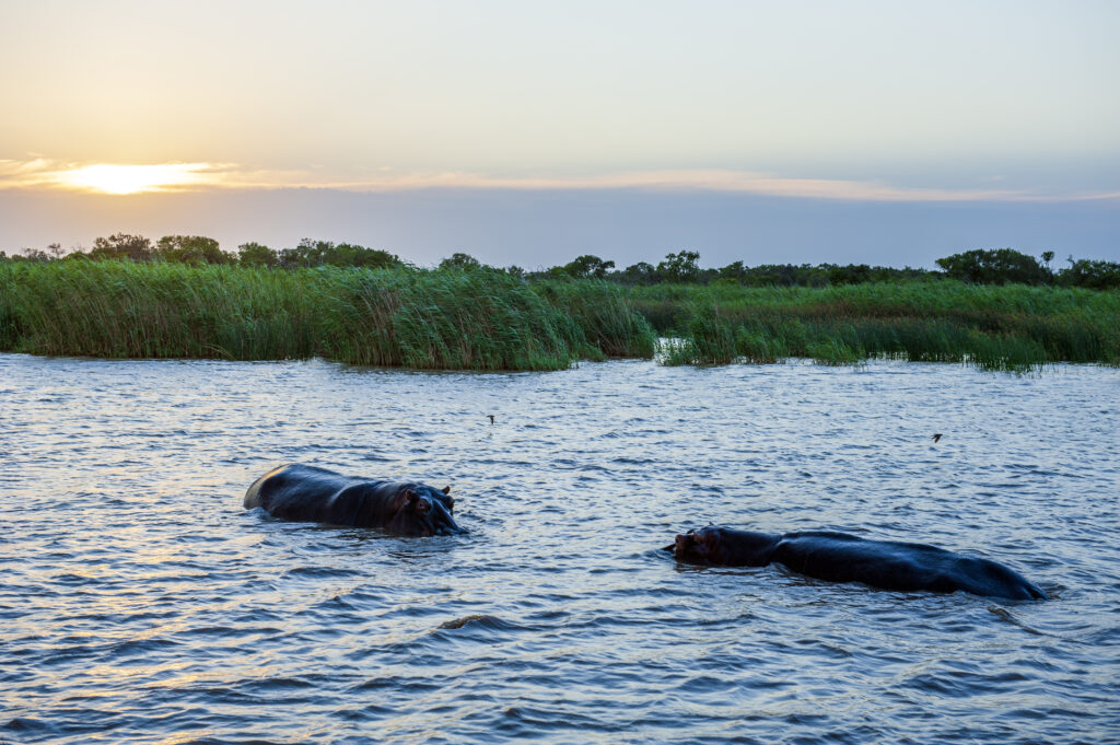 Hippopotami Bathing At Lake St Lucia, In The Isimangaliso