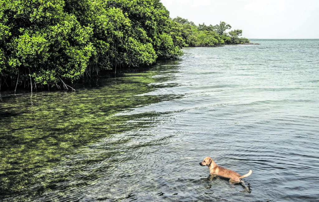 Belize Heritage Coral Reef