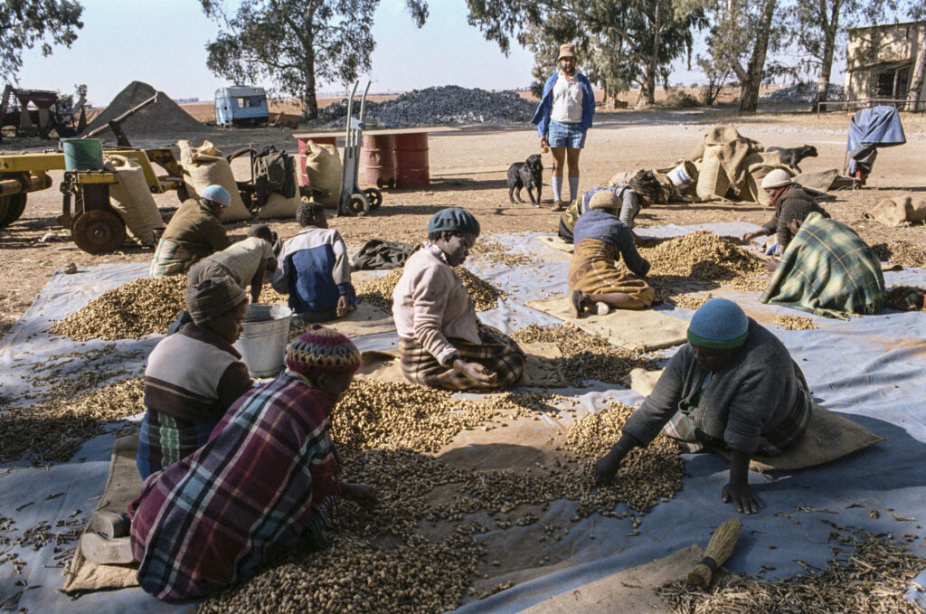 Farm Workers Sorting Peanuts