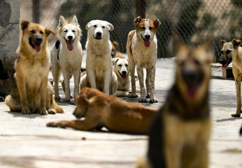 Lebanon Economy Animals