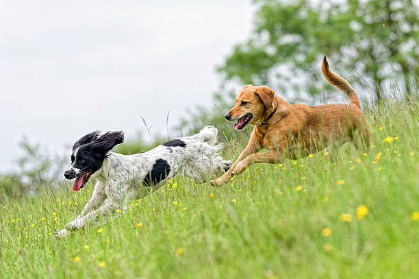 Two Dogs Playing Catch In A Summertime Meadow