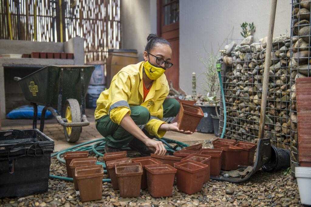 Gauteng residents sign up to save succulents