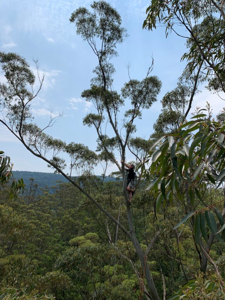 Magoebaskloof Tree Climb 3