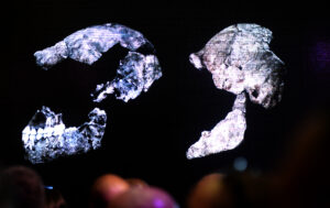 Homo Naledi, New Species, Unveiled In South Africa