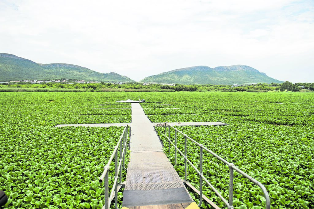 Developing a bioeconomy in Africa could drive nature-positive economic growth