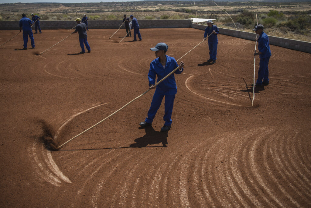 Summer in the Cederberg region is rooibos harvest season