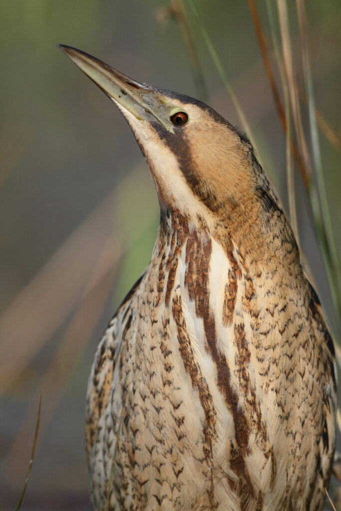 Former quarry turned into haven for endangered UK birds