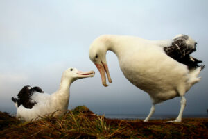 Marionisland Chrisoosthuizen(130)