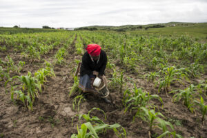 Summer crop yields higher than expected