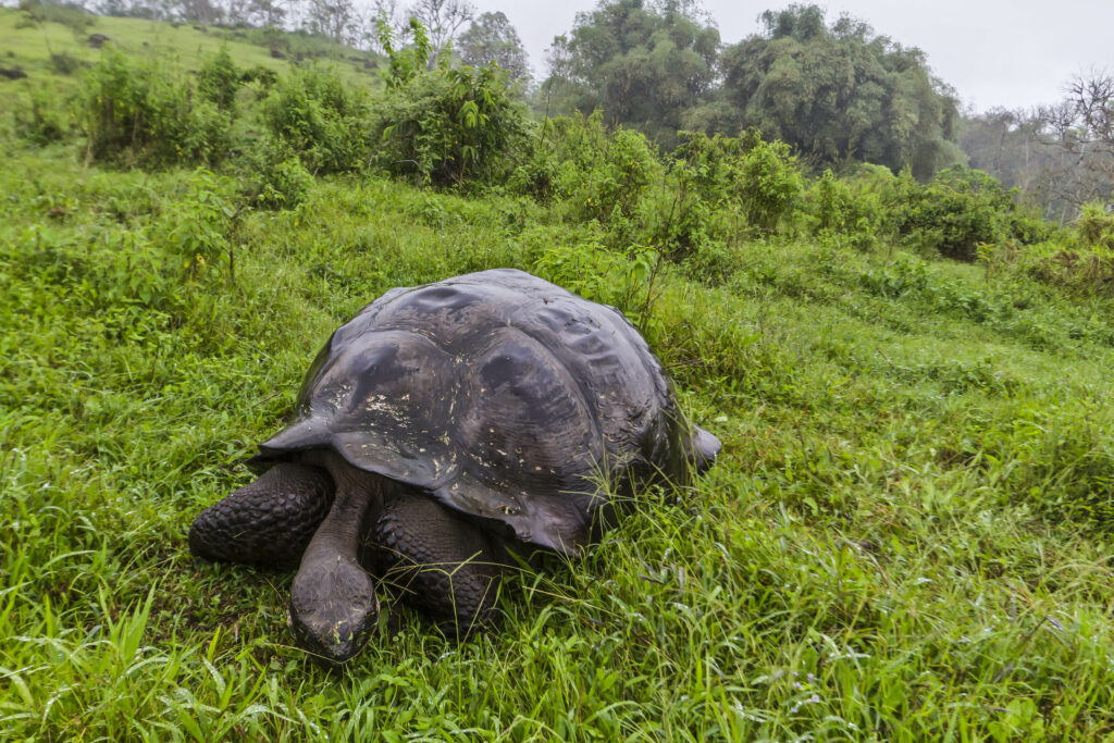 Wild Galapagos Giant Tortoise (geochelone Elephantopus), Santa Cruz Island, Galapagos Islands, Unesco World Heritge Site, Ecuador, South America