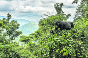 Saving gorillas, saving communities: Gladys Kalema-Zikusoka’s One Health approach