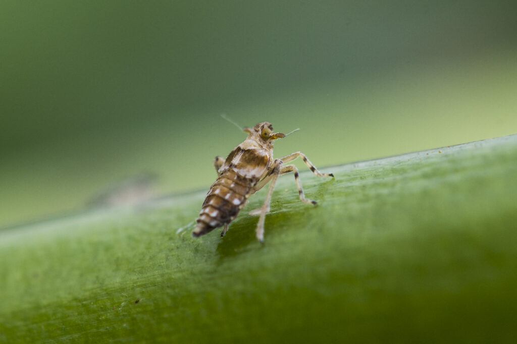 Insect army winning fight against invasive water hyacinth