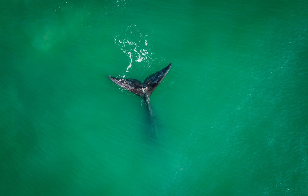 Whale makes unprecedented 10 000km journey from SA to Argentina