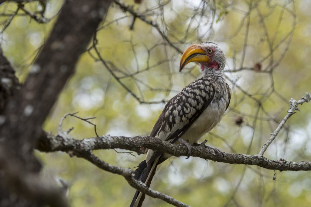 Yellow Billed Hornbill