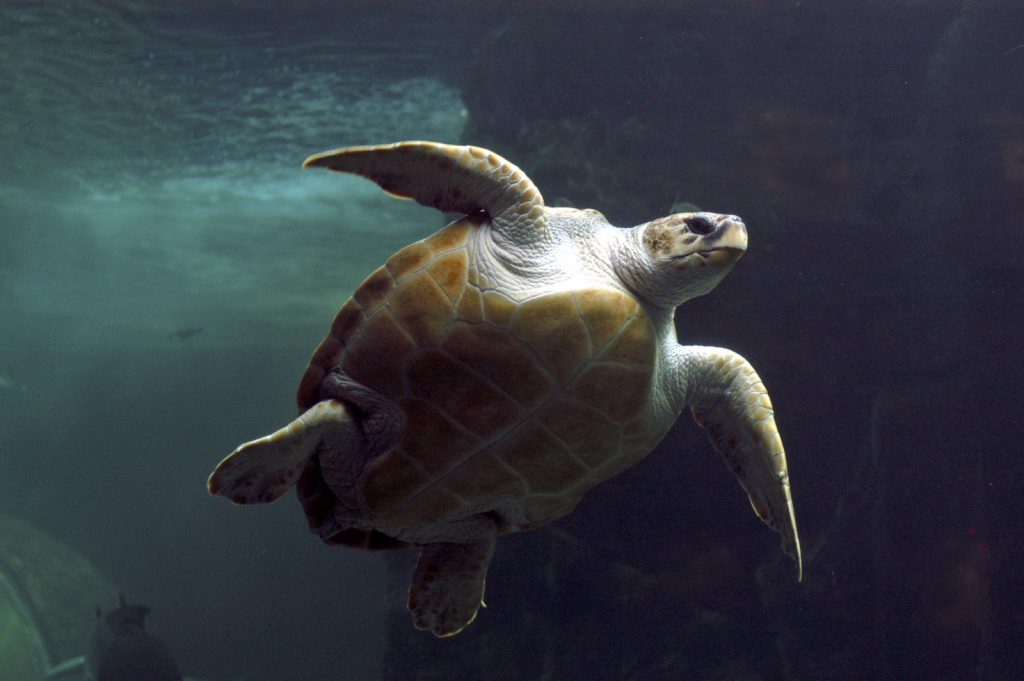 Baby turtles on SA’s shores carry ‘messages’ of how polluted the sea is