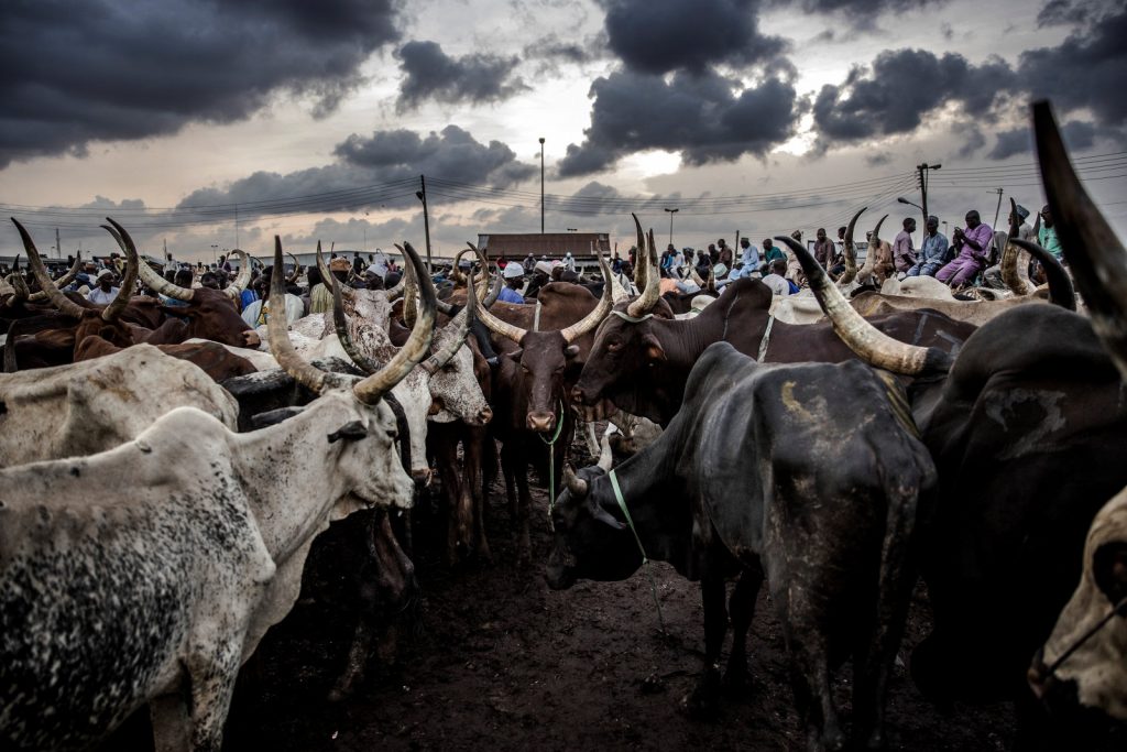 African Cattle